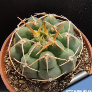 Gymnocalycium vatteri P108 Las Rabonas, Cordoba, Argentina. Altitude 900m