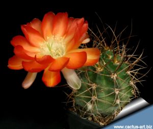 Lobivia haematantha v. hualfinensis
