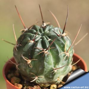 Lobivia pugionacantha v. rossii