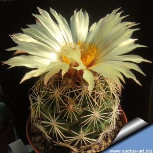 Coryphantha compacta