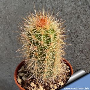 Echinocereus barthelowanus SB1661 Isla Magdalena, South Baja California, Mexico (incredible pink flowers)