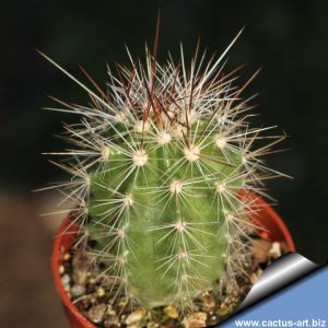 Echinocereus enneacanthus