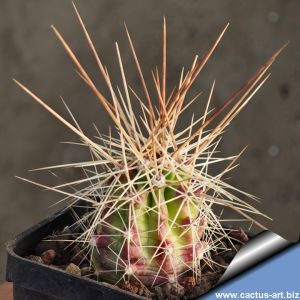 Echinocereus enneacanthus