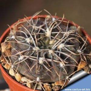 Gymnocalycium brachypetalum