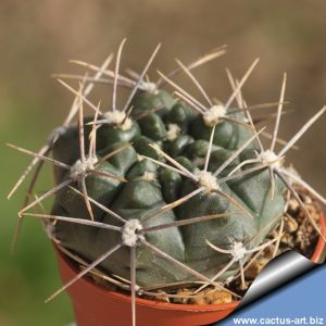 Gymnocalycium gibbosum v. ferox