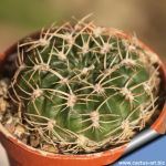 Lobivia acanthoplegma v. roseiflora