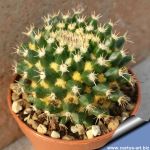 Mammillaria eichlami "lana dorata" (yellow wool)