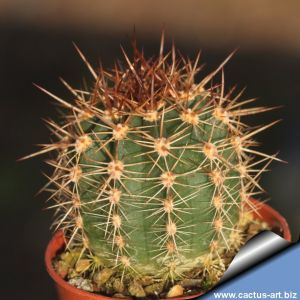 Lobivia grandiflora v. crassispinoides