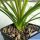 Beaucarnea guatemalensis
