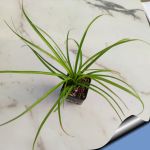 Beaucarnea guatemalensis