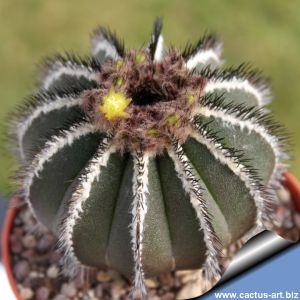 Uebelmannia pectinifera