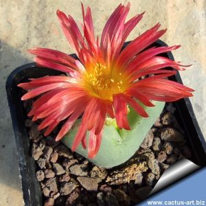 Conophytum fructescens, Komaggas, South Africa