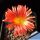 Conophytum fructescens, Komaggas, South Africa
