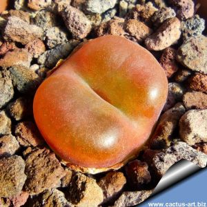 Conophytum maughanii ssp. armeniacum SB1534 North of Augrabies, Little Namaqualand, North-West Cape Province, South Afri