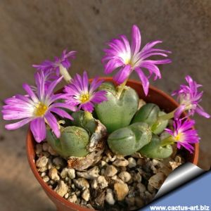 Conophytum violaciflorum, Springbok, Northern Cape, South Africa.