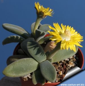 Aloinopsis thudichumi, NW Sutherland, Northern Cape, South Africa.