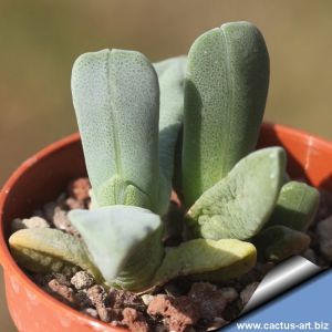 Cheiridopsis purpurea BRI22966