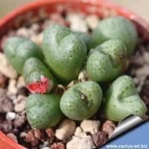 Conophytum tantillum v. amicorum SB1988 South of Steinkopf, Northern Cape, South Africa