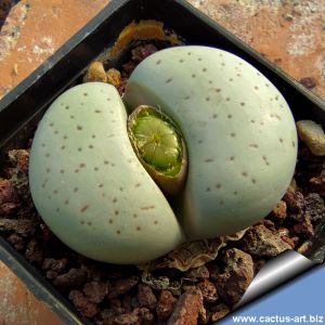 Dinteranthus vanzylii Poortsberg, Cape Province, South Africa (MG1482.12)