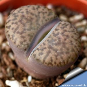 Lithops bromfieldii v. insularis Keimoes, Northern Cape, South Africa.