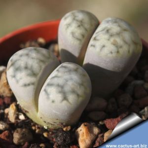 Lithops karasmontana ssp. eberlanzii C082 35 km E of Lüderitz, Namibia