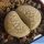 Lithops marmorata C058 (syn. framesii) 45 km ENE of Springbok, South Africa