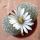 Lithops marmorata C058 (syn. framesii) 45 km ENE of Springbok, South Africa