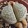 Lithops marmorata C058 (syn. framesii) 45 km ENE of Springbok, South Africa