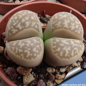 Lithops marmorata C058 (syn. framesii) 45 km ENE of Springbok, South Africa