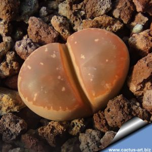 Lithops olivacea v. nebrownii Aggeneys, Northern Cape, South Africa (MG1671.9)