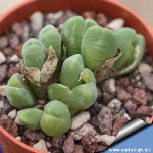 Vanheerdea roodiae, Aalwynsfontein, Northern Cape, South Africa.