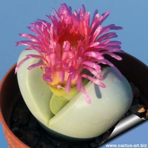 Argyroderma delaetii