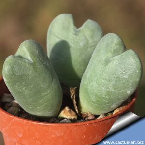 Conophytum chauviniae Hoedkop, Western Cape, South Africa.