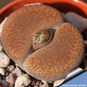 Lithops aucampiae C255 TL 15 km NNW of Postmasburg, South Africa