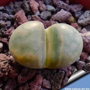 Lithops herrei C237 (syn. translucens) 15 km E of Alexander Bay, South Africa