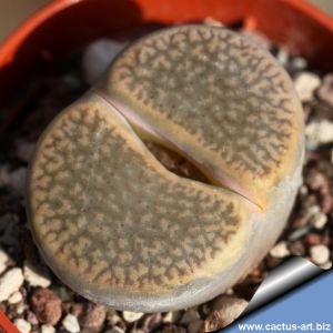 Lithops hookeri v. marginata C089 (Red-brown Form) 25 km ENE of Hopetown, South Africa