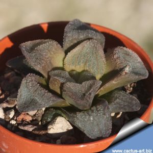 Haworthia pygmaea f. crystallina