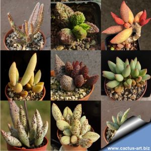 Adromischus marianae sp. (mixed form)