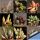 Adromischus marianae sp. (mixed forms)