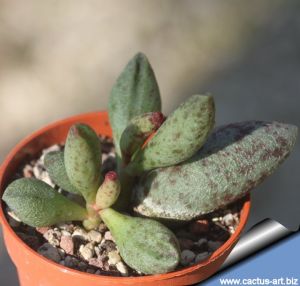 Adromischus marianae sp. (mixed form)