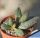 Adromischus marianae sp. (mixed forms)