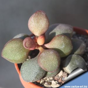 Adromischus marianae cv. LITTLE SPHEROID