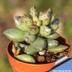 Adromischus roaneanus
