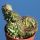 Euphorbia cv. GREEN ELF cristata