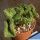 Euphorbia cv. GREEN ELF cristata