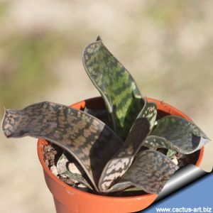Gasteria bicolor (giant form)