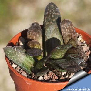 Gasteria obtusa