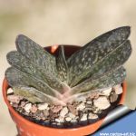 Gasteria pillansii v. ernesti-ruschii