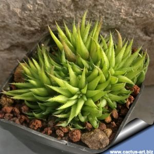 Haworthia angustifolia v. liliputana