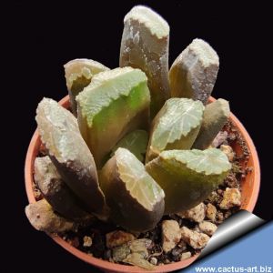 Haworthia maughanii x truncata